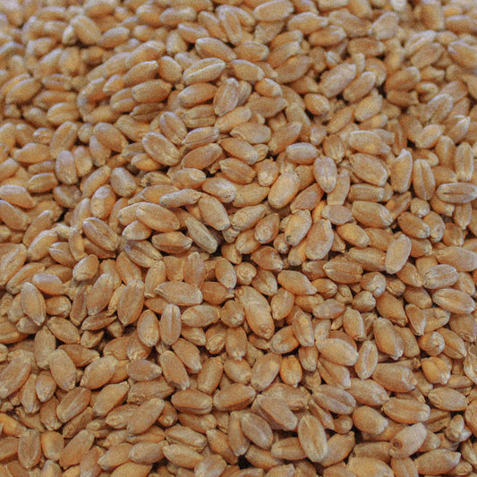 Organic Hard Red Wheat / Spring (Glenn)