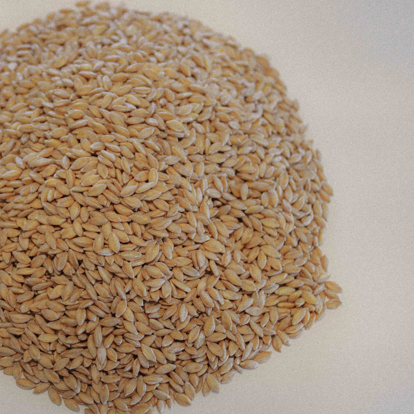 Organic Einkorn Wheat