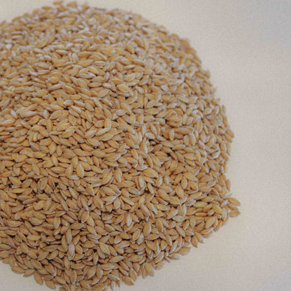 Organic Einkorn Wheat