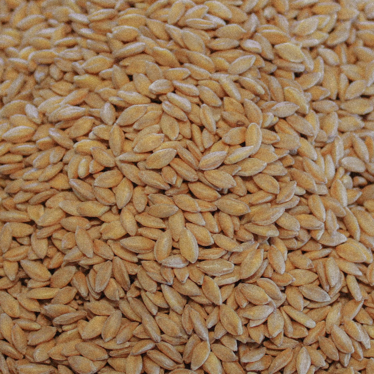 Organic Einkorn Wheat
