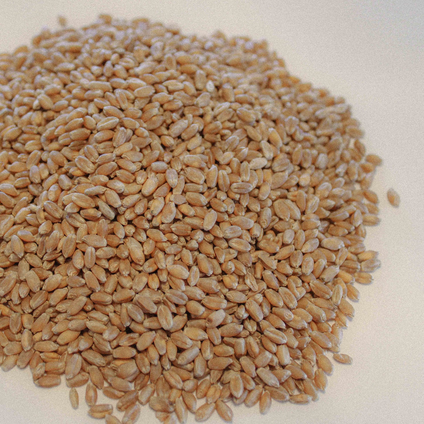 Organic Hard Red Wheat / Spring (Glenn)