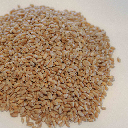 Organic Hard Red Wheat / Spring (Glenn)