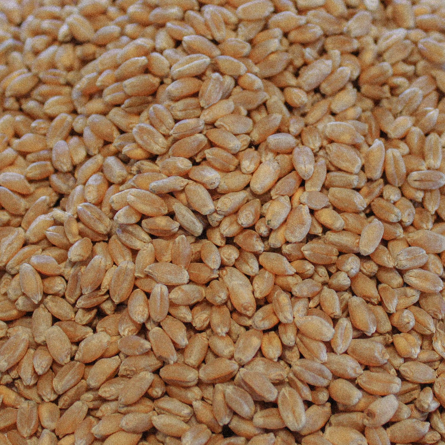 Organic Hard Red Wheat / Spring (Glenn)