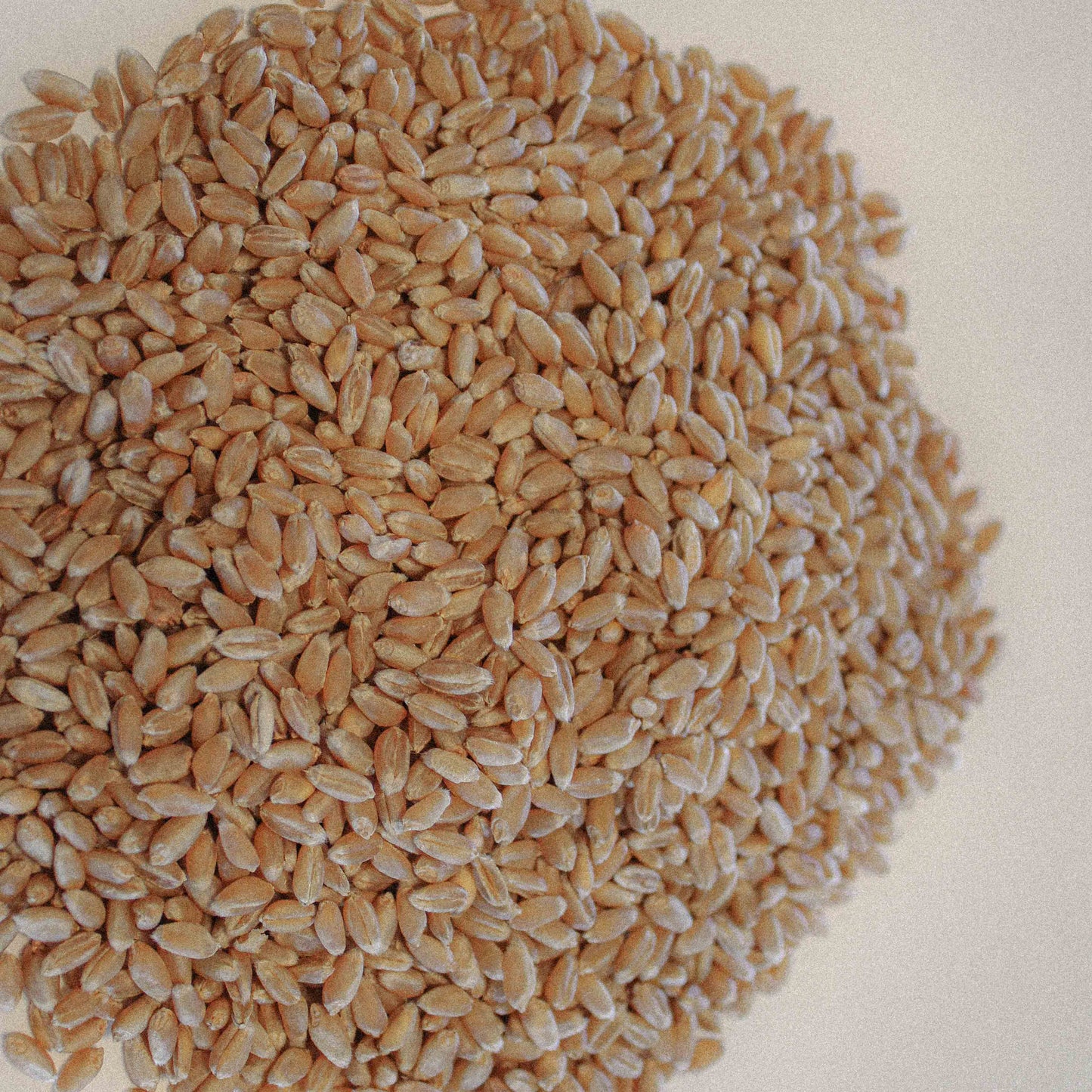 Organic Hard Red Wheat  / Winter (Redeemer)