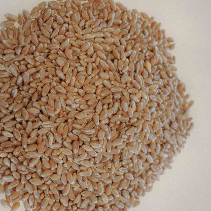 Organic Hard Red Wheat  / Winter (Redeemer)