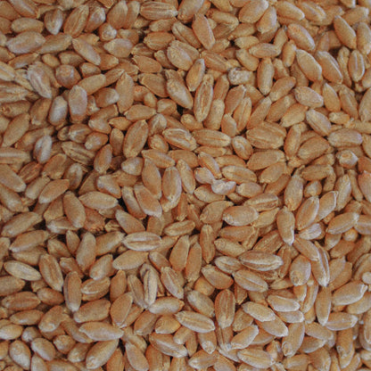 Organic Hard Red Wheat  / Winter (Redeemer)