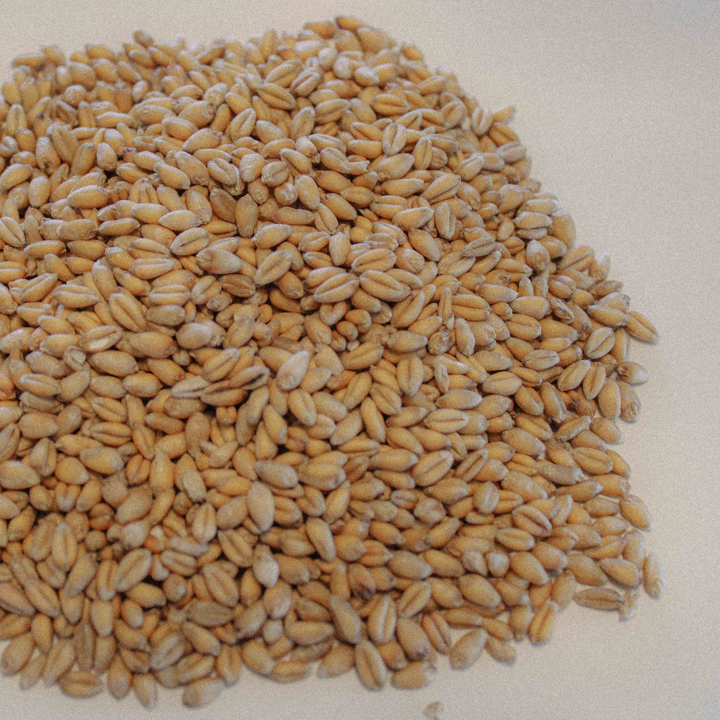 Organic Soft Red Wheat / Winter