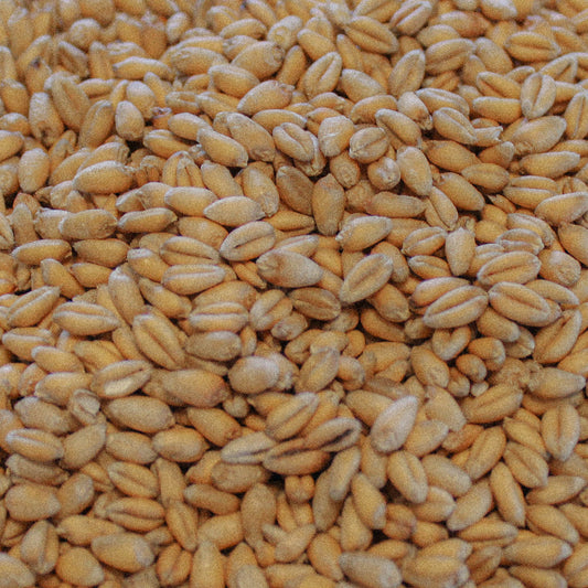 Organic Soft Red Wheat / Winter