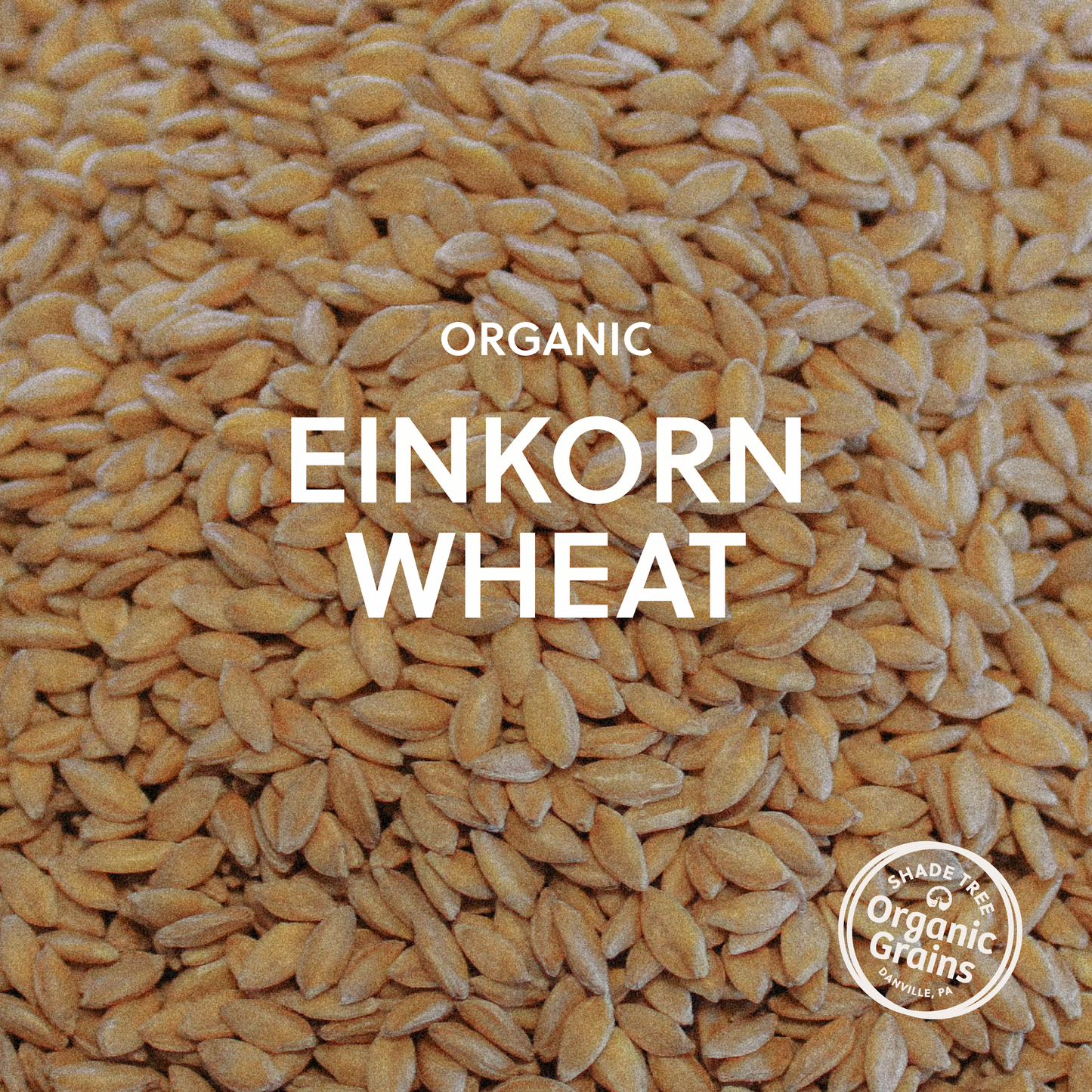 Organic Einkorn Wheat