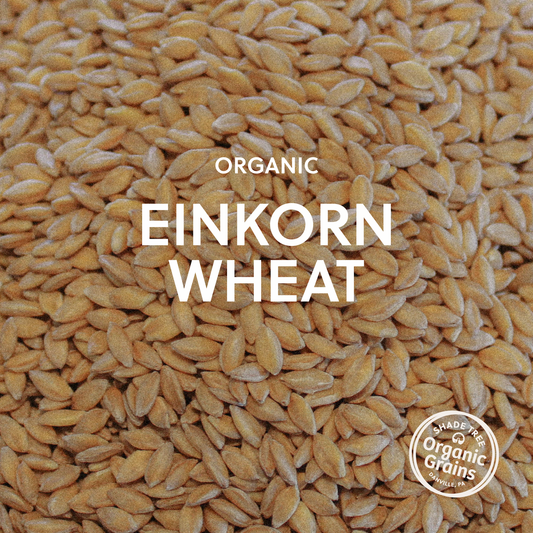 Organic Einkorn Wheat