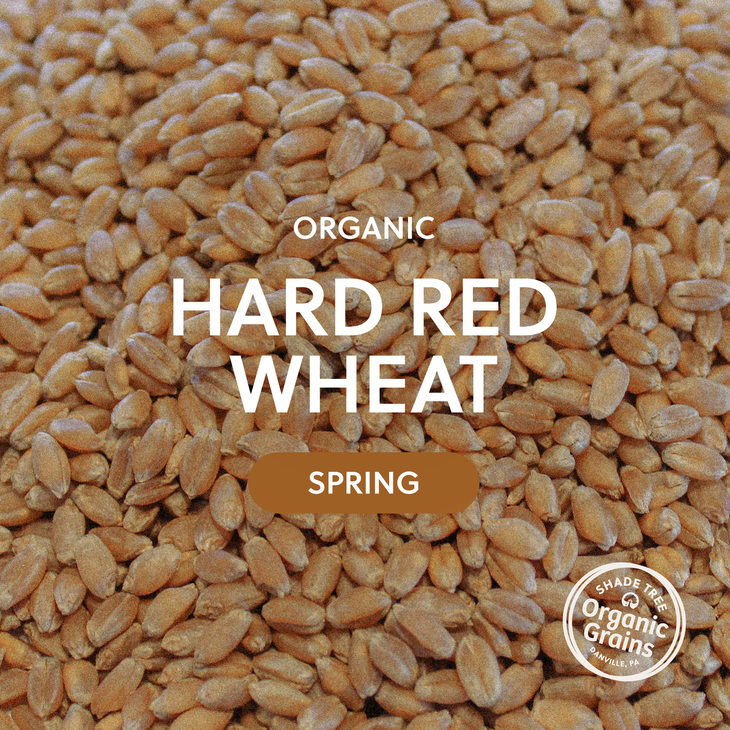 Organic Hard Red Wheat / Spring (Glenn)