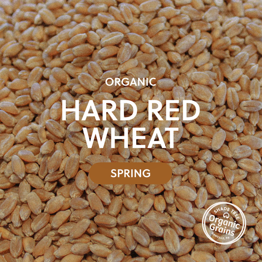 Organic Hard Red Wheat / Spring (Glenn)
