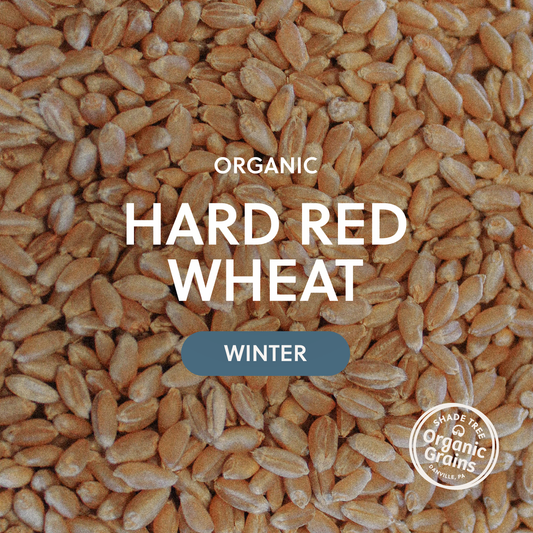 Organic Hard Red Wheat  / Winter (Redeemer)