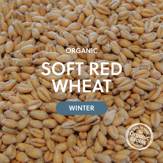 Organic Soft Red Wheat / Winter